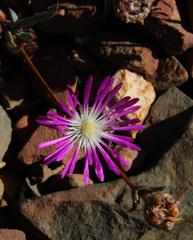 Erepsia esterhuyseniae