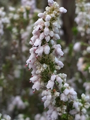 Erica paniculata