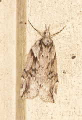 Neoteristis paraphanes