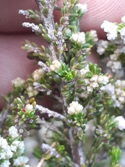 Erica paniculata