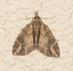 Microdes diplodonta