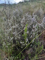Erica paniculata