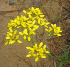 Senecio crenatus