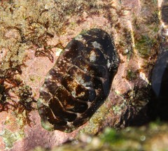 Chitonidae