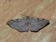 Hypochrosis pyrrhophaeata