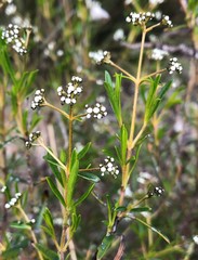 Logania linifolia