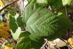 Sphaerulina westendorpii