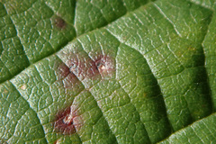 Sphaerulina westendorpii