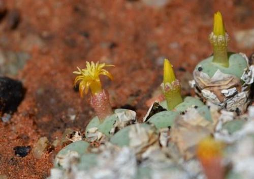 Conophytum stevens-jonesianum · iNaturalist