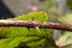 Sphaerulina westendorpii