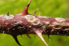 Sphaerulina westendorpii