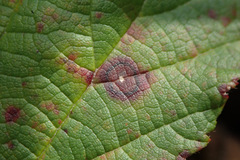 Sphaerulina westendorpii