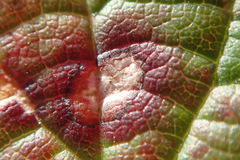 Sphaerulina westendorpii