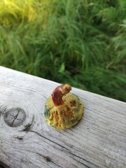 Xerocomellus fennicus