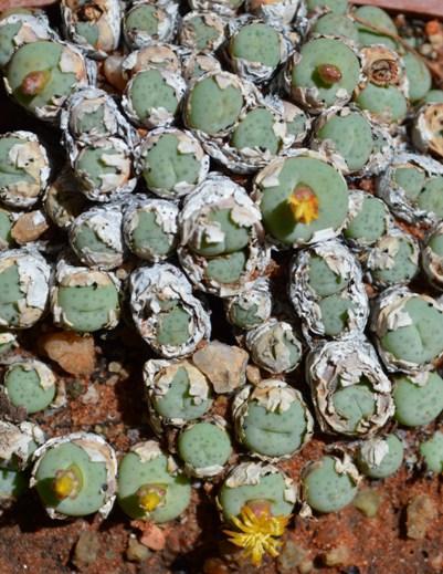 Conophytum stevens-jonesianum · iNaturalist