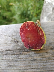 Xerocomellus fennicus