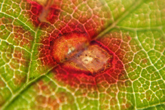 Sphaerulina westendorpii