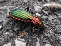 Carabus lineatus lateralis