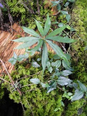 Arisaema consanguineum