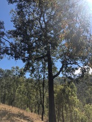 Brachychiton populneus populneus