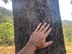 Brachychiton populneus populneus