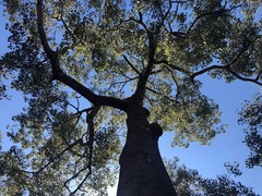 Brachychiton populneus populneus