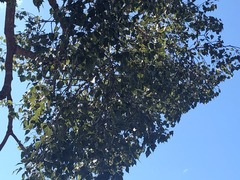 Brachychiton populneus populneus