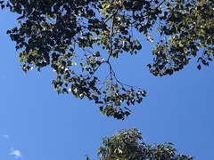 Brachychiton populneus populneus