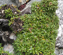 Oldenburgia paradoxa