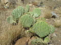 Opuntia engelmannii engelmannii