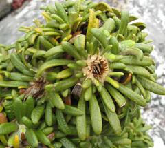 Oldenburgia paradoxa