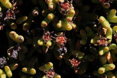 Esterhuysenia alpina