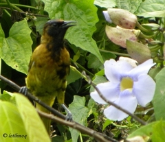 Icterus dominicensis