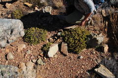 Esterhuysenia alpina