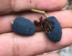 Chionanthus ramiflorus