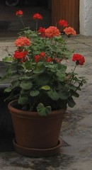 Pelargonium × hybridum