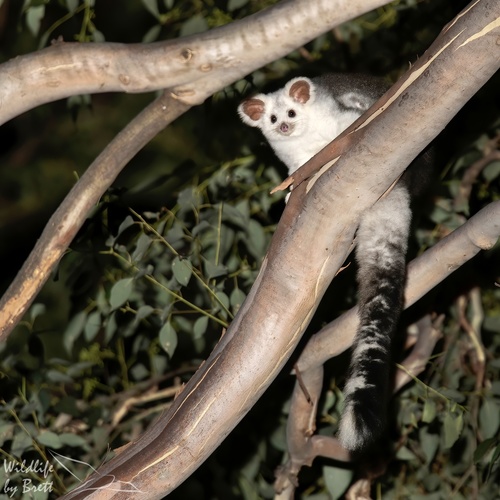 Greater Glider, Burragorang State Recreation Area, Nattai, NSW, AU, photo 6 of 10