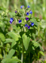 Pulmonaria mollis