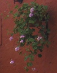 Pelargonium × hybridum