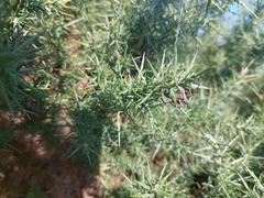 Tetranychus lintearius