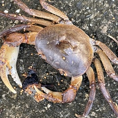 Geothelphusa grandiovata