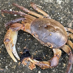 Geothelphusa grandiovata