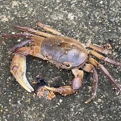 Geothelphusa grandiovata