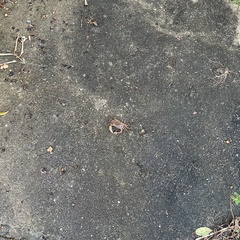 Geothelphusa grandiovata