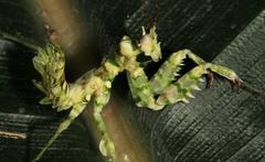 Pseudocreobotra wahlbergi