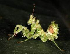 Pseudocreobotra wahlbergi