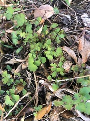 Adiantum atroviride