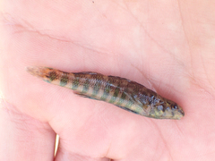 Etheostoma zonale