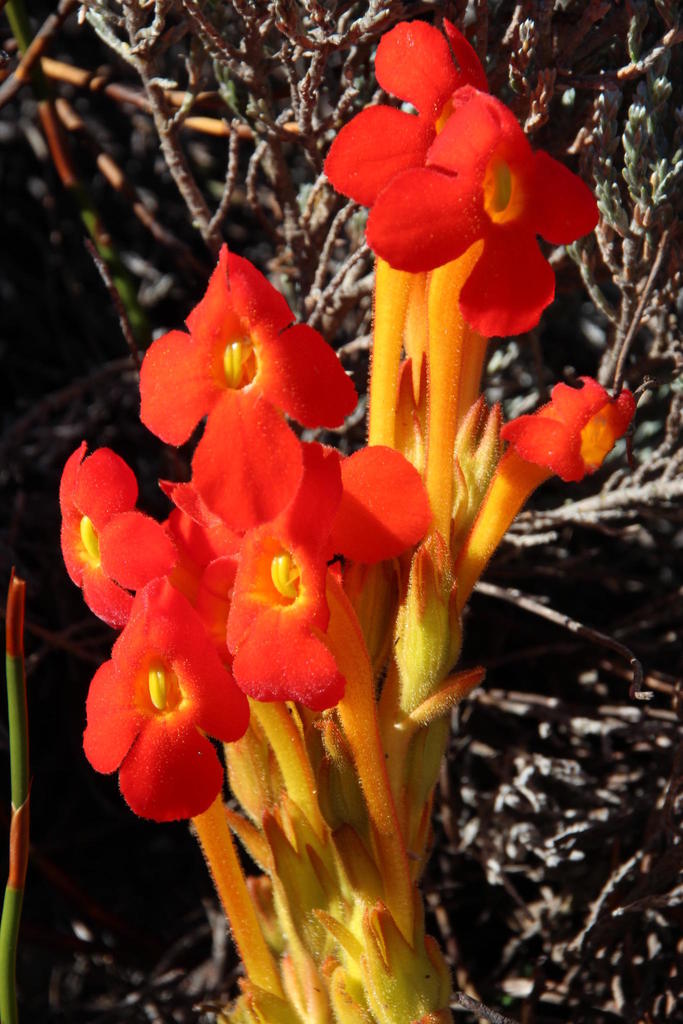 Scarlet Inkflower