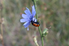 Mylabris quadripunctata